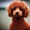 Toy Poodle dog profile picture