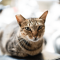 Toyger cat profile picture