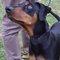 Transylvanian Hound dog profile picture