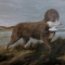 Tweed vízispániel kutya profilkép