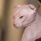 Ukrán levkoy macska profilképe