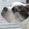 Valley Bulldog dog profile picture