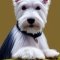 Miniature Wauzer kutya profilkép