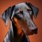 Weimarman kutya profilkép