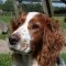 Welsh Springer Spaniel dog profile picture