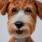 Welsh Wire Fox Terrier kutya profilkép