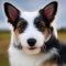 West Highland Corgi dog profile picture