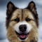 West Siberian Laika dog profile picture