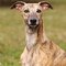 Whippet dog profile picture