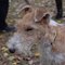 Drótszőrű foxterrier kutya profilkép