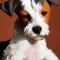 Wire Foxy Rat Terrier dog profile picture
