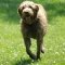 Drótszőrű griffon kutya profilkép