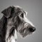 Wolfhound Dane dog profile picture