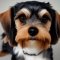 Yorkie Beagle kutya profilkép