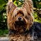 Yorkshire Terrier kutya profilkép