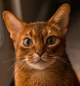 Abyssinian cat profile picture