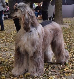 Afghan Hound dog profile picture
