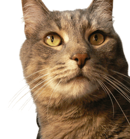 Amerikai bobtail macska profilképe