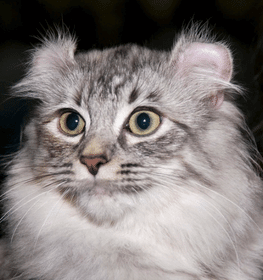 Amerikai görbefülű macska profilképe