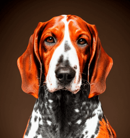 American English Coonhound dog profile picture