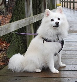 American Eskimo Dog dog profile picture