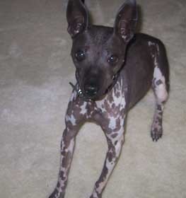 American Hairless Terrier dog profile picture