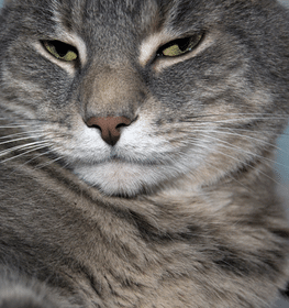 Amerikai polidaktil macska profilképe