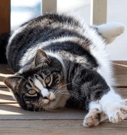 American Shorthair cat profile picture