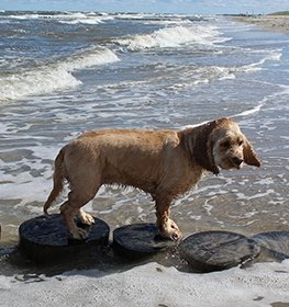 American Water Spaniel dog profile picture