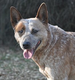 Ausztrál pásztorkutya kutya profilkép
