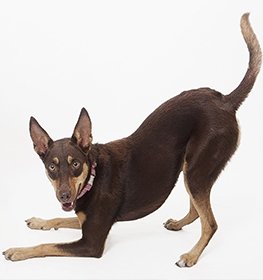 Australian Kelpie dog profile picture
