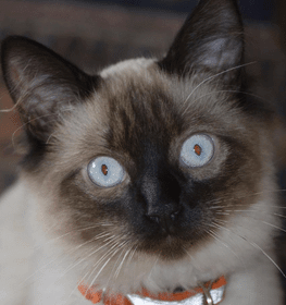 Balinese cat profile picture