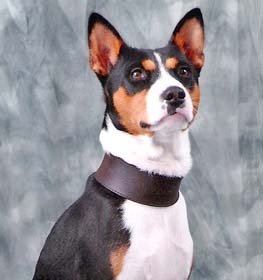 Basenji dog profile picture