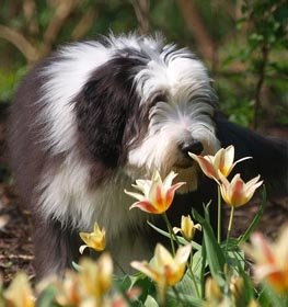 Bearded collie kutya profilkép
