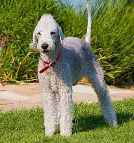 Bedlington terrier kutya profilkép