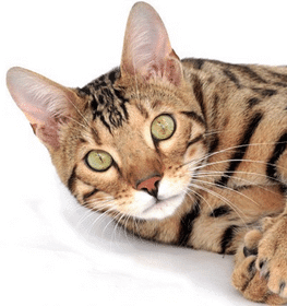 Bengáli macska profilképe