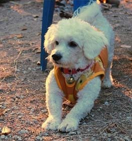 Bichon Frise dog profile picture