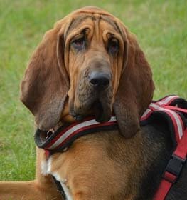 Bloodhound dog profile picture