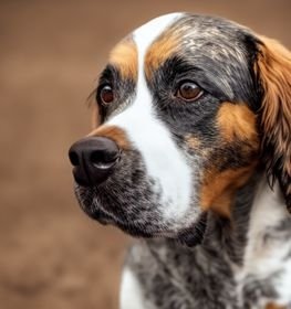 Blue Spaniel dog profile picture