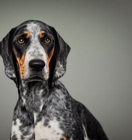 Bluetick Coonhound Harrier kutya profilkép