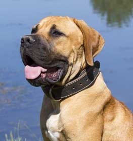 Boerboel kutya profilkép