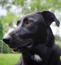 Borador kutya profilkép