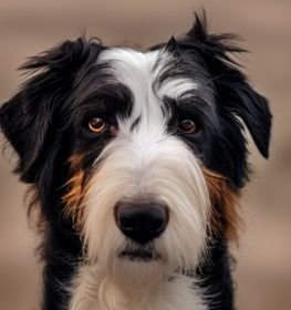 Border Collie Lakeland kutya profilkép