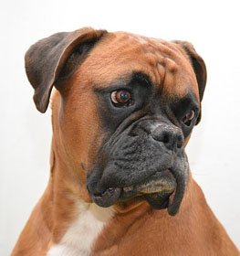 Boxer kutya profilkép