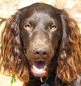 Boykin Spaniel dog profile picture
