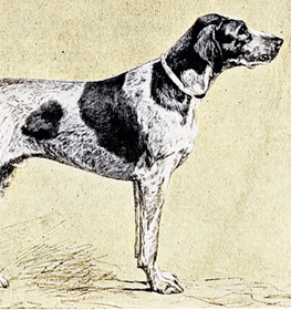 Braque du Puy dog profile picture