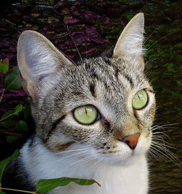 Brazilian Shorthair cat profile picture