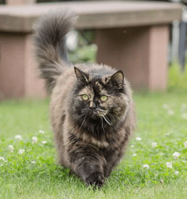 British Longhair cat profile picture