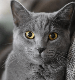 Brit rövidszőrű macska profilképe