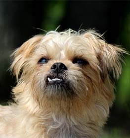Brüsszeli griffon kutya profilkép